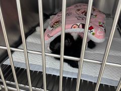 -宠福鑫康馨动物医院·骨科·眼科