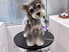 -帕帕拉兹宠物(亚洲旗舰店)