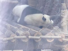-黔灵山公园