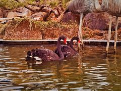 -罗红摄影艺术馆