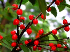 -鲁山国家森林公园