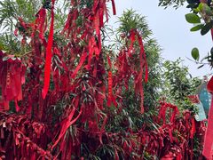 -海南铜鼓岭景区