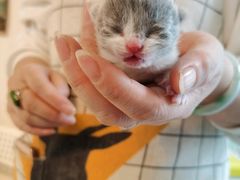 -我爱猫咪·猫咖·狗咖·安哥拉兔·羊驼咖(小寨华旗店)