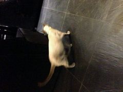 -吱咖啡西式简餐