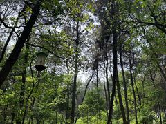 -铁山坪森林公园