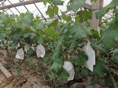 -马陆小张葡萄园农家乐