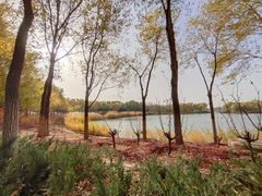 -大兴滨河森林公园