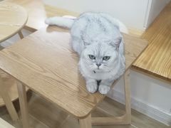 -李小姐の猫咖啡馆(五角场店)
