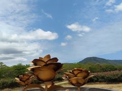 -亚龙湾国际玫瑰谷