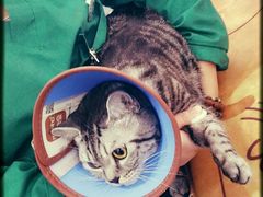 -瑞派长江宠物医院·猫科·外科·24小时夜护(谊城公寓分院)