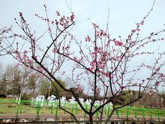 -金银湖国家城市湿地公园