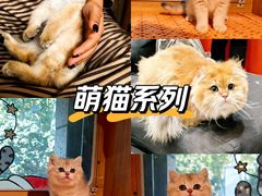 -欣宠猫屋·矮脚拿破仑·蓝金金渐层