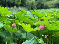 -陈家山荷花公园