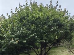 -玉树公园