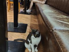 -猫小院猫主题餐厅(三里屯店)