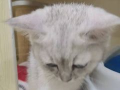 -佳雯宠物医院·皮肤科·内外科(春晓路分院)