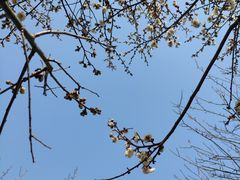 -香雪海