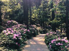 -铁山坪森林公园