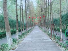 -合肥滨湖国家森林公园