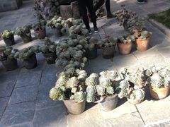 -寂照庵