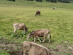 -新疆那拉提国家旅游度假区