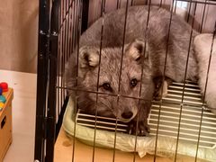 -宠颐生宠物医院·异宠猫科内科·诊疗中心宠巢店