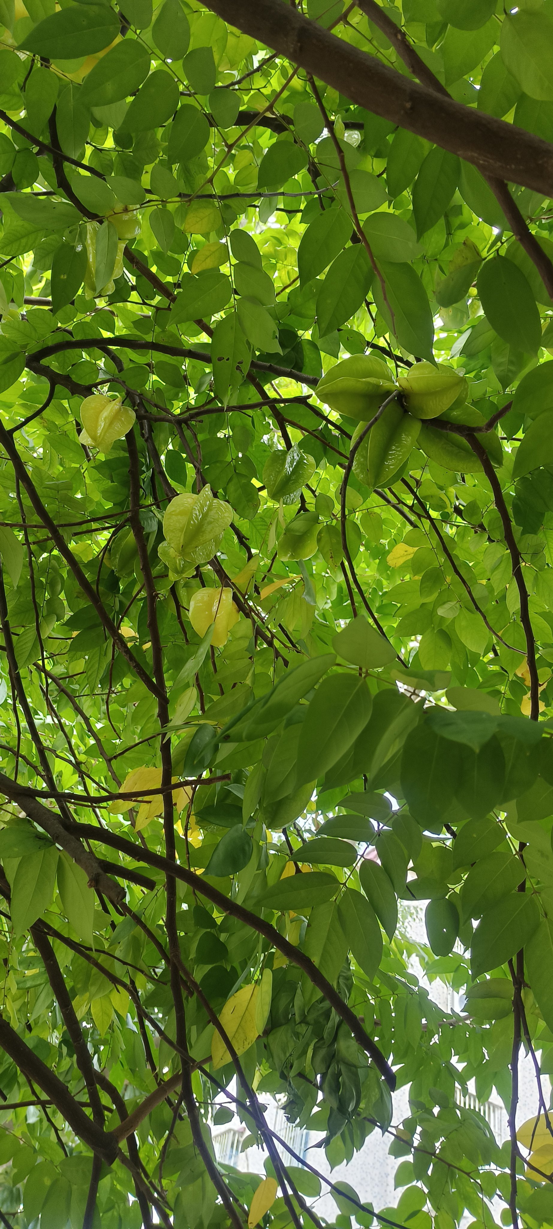 大万世居的野生杨桃,偷得浮生半日闲