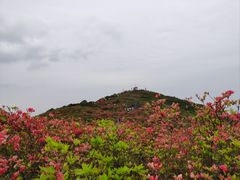 -大围山国家森林公园