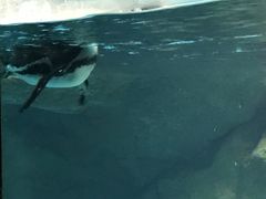 -新加坡飞禽公园