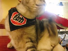 -猫色咖啡·猫咖