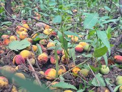 -北京鹫峰国家森林公园