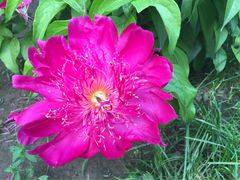 iphone_upload_pic-景山公园