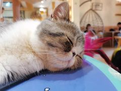 -滚猫咖啡·猫咖·猫友好撸猫(未来城店)