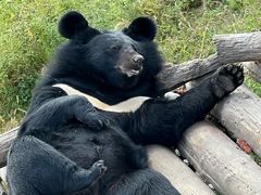 -黑瞎子岛探秘野熊园