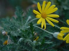 -西湖外事游船(花港观鱼码头)