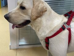 -小叮当动物医院·骨科·眼科