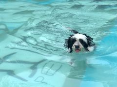 -汪说喵讲宠物乐园宠物酒店(红星美凯龙店)