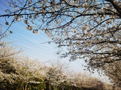-高东镇樱花园