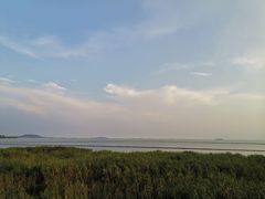 -合肥滨湖国家森林公园