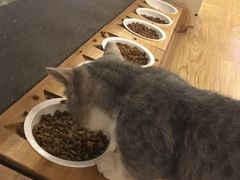 -萌喵宠狗爱心宠咖