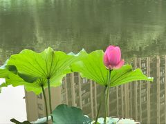 -陈家山荷花公园