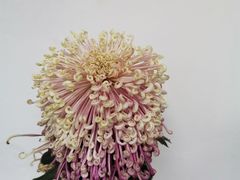 -杭州植物园