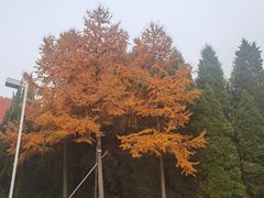 -白塘生态植物园