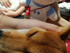 -逗柴咖啡屋·狗咖猫咖宠物桌游