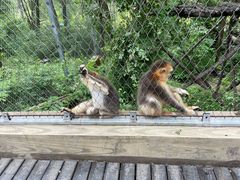 -哈尔滨北方森林动物园