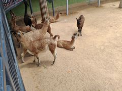 -西霞口神雕山野生动物世界