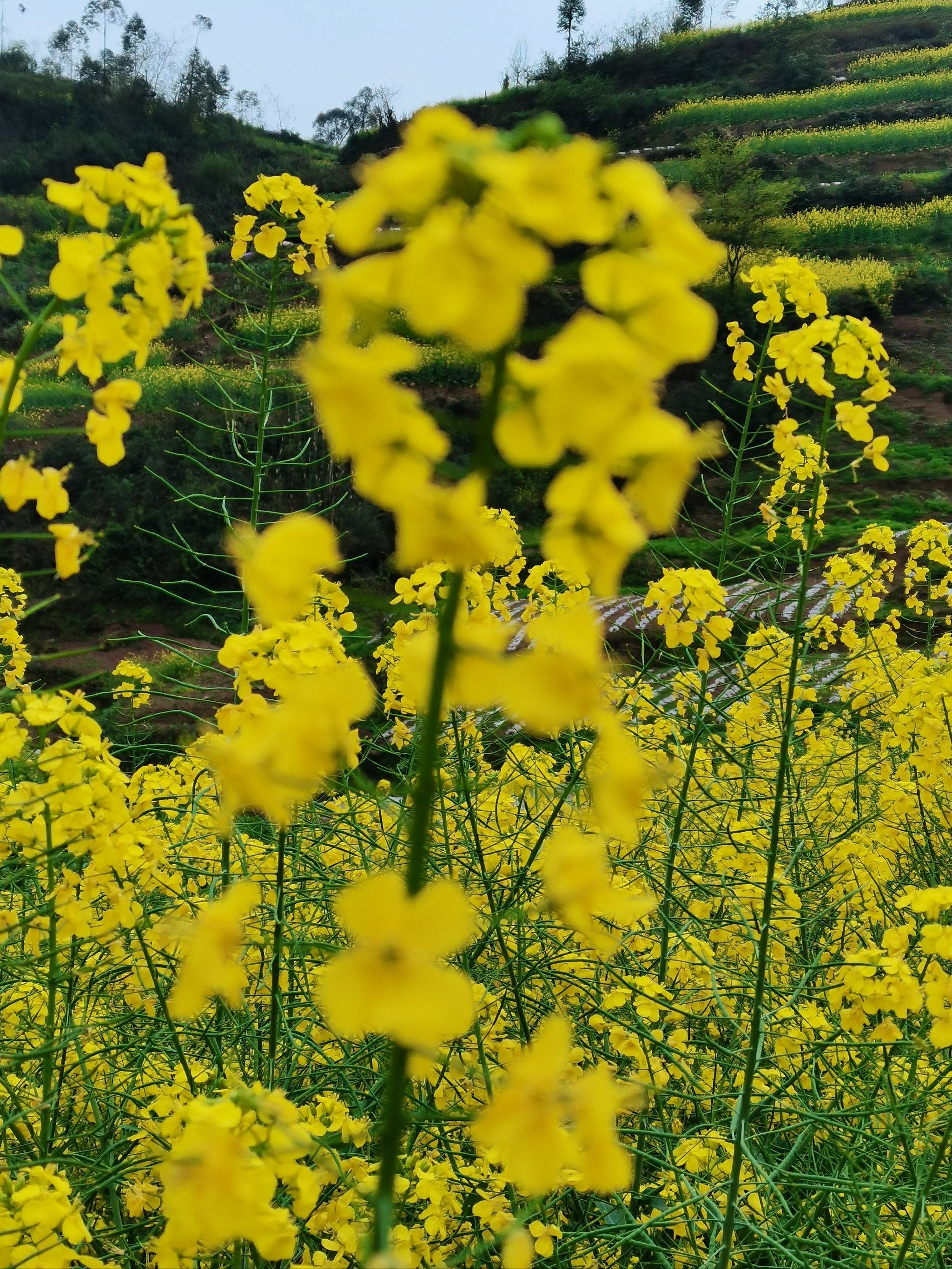 油菜花的样子是什么样子?(你知道油菜花长什么样) 油菜花的样子是什么样子?(你知道油菜花长什么样)