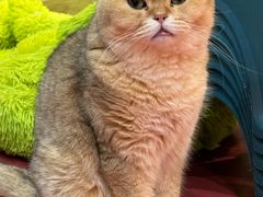 -和它·交个朋友·狗咖猫咖(爱琴海店)