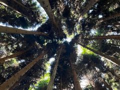 -武陵山森林公园