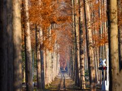 -黄海国家森林公园